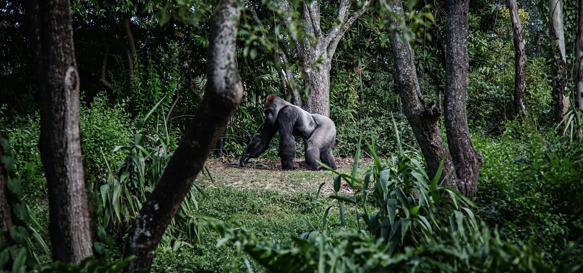 Avila Reizen Rwanda rwanda gorilla