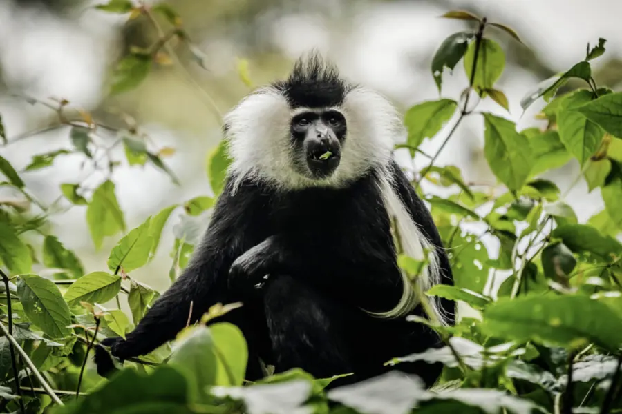Avila Reizen Rwanda Franjeaap