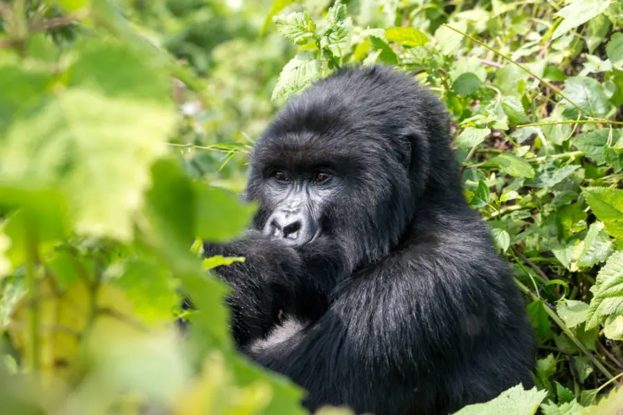 Avila Reizen Rwanda gorilla trekking