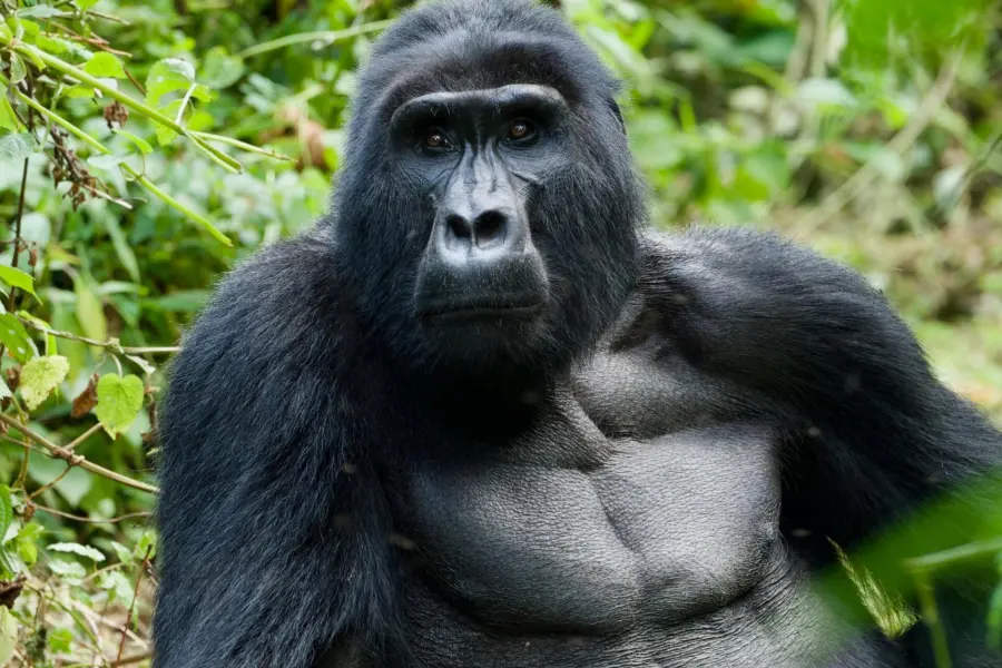 Avila Reizen Rwanda Gorilla