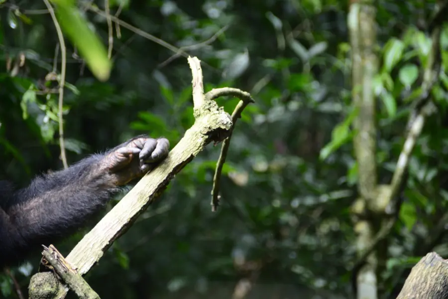 Avila Reizen Rwanda hand van Chimp