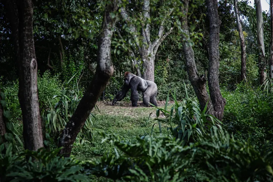 Avila Reizen Rwanda rwanda gorilla