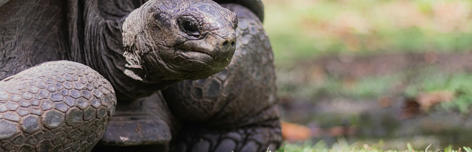 Avila Reizen Seychellen schildpad