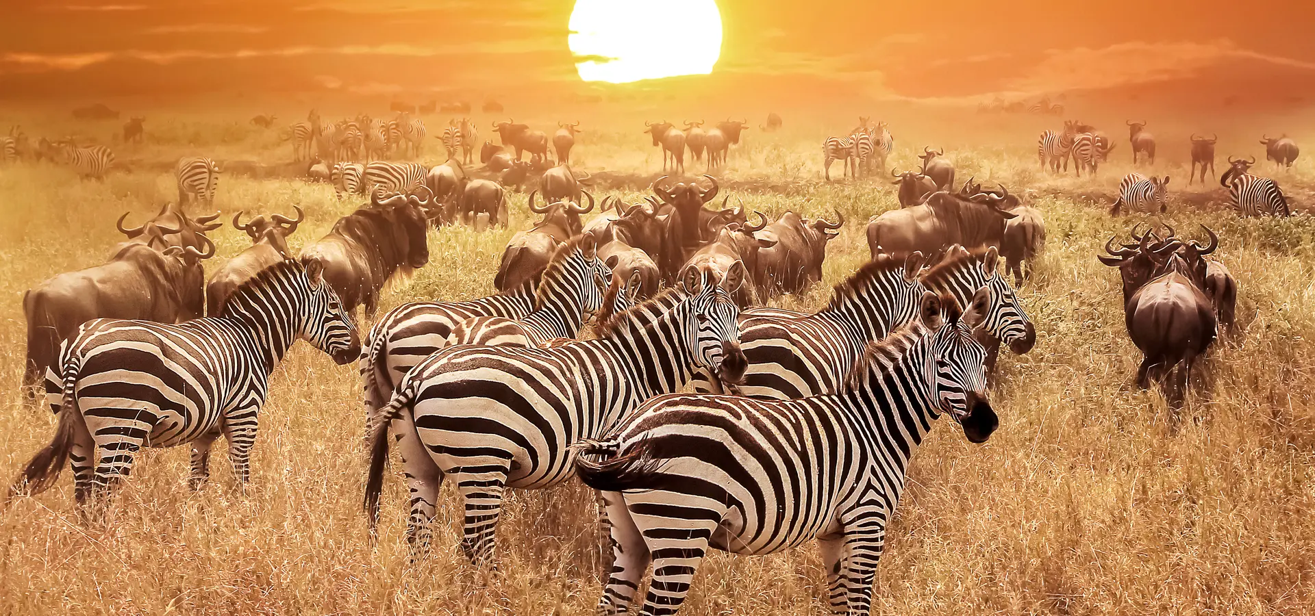 Avila Reizen Tanzania sunset wildlife