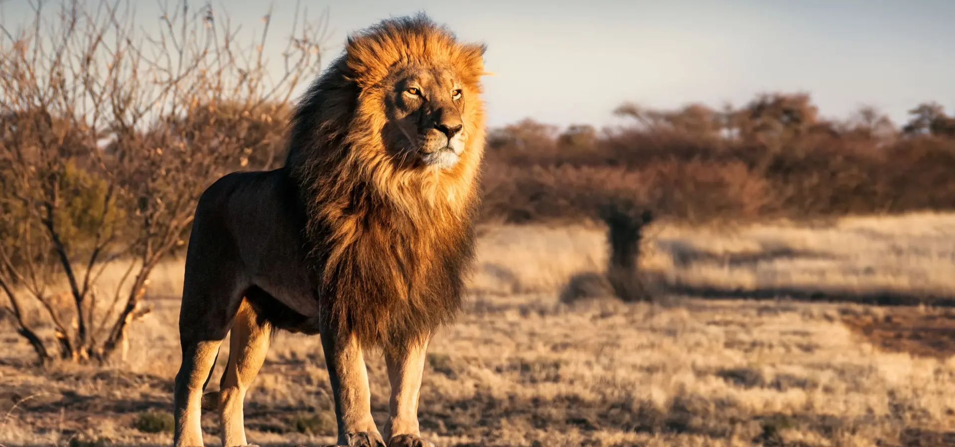 Avila Reizen Tanzania Wildlife 3