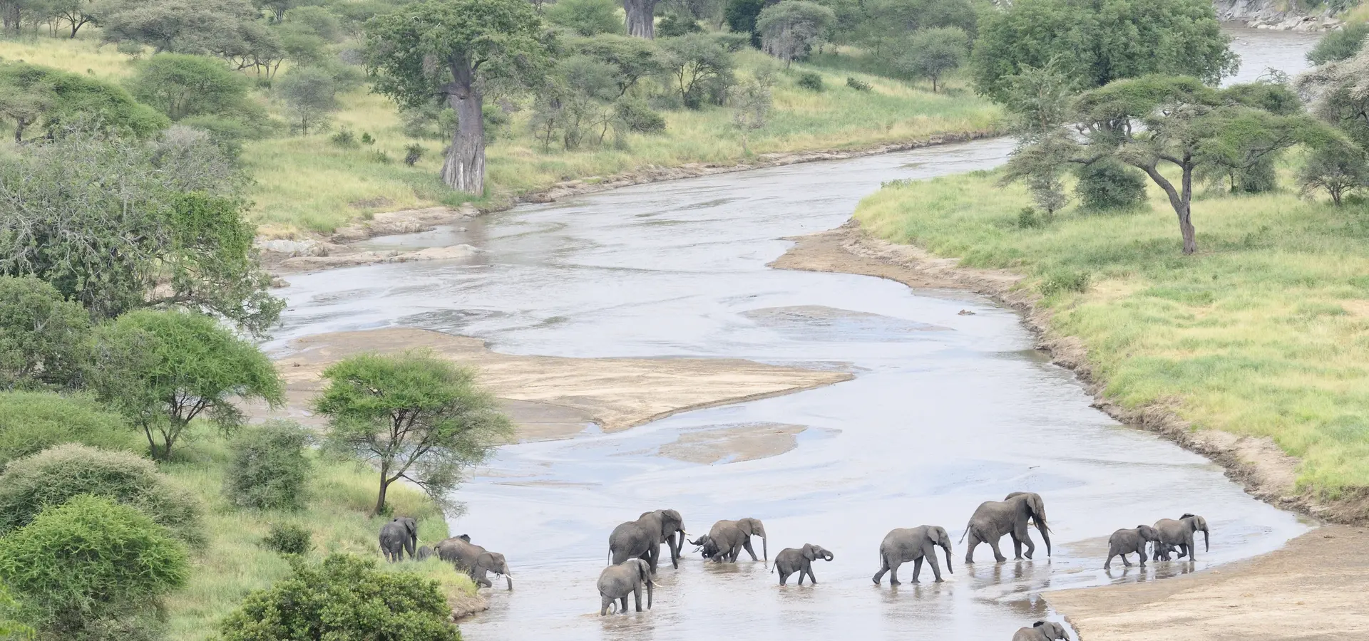 Avila Reizen Tanzania MVL olifanten in het water
