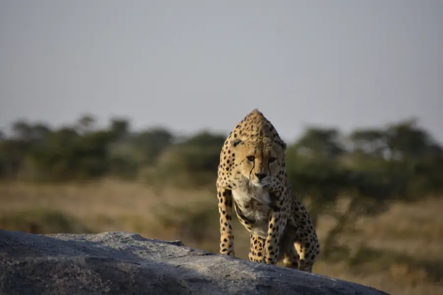 Avila Reizen Tanzania cheeta experience 1