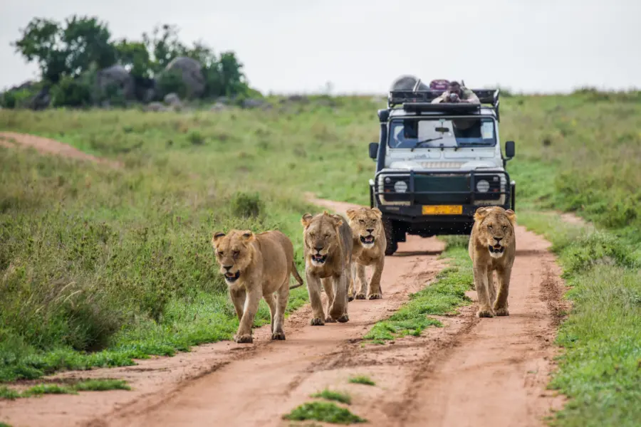 Avila Reizen Tanzania gamedrive