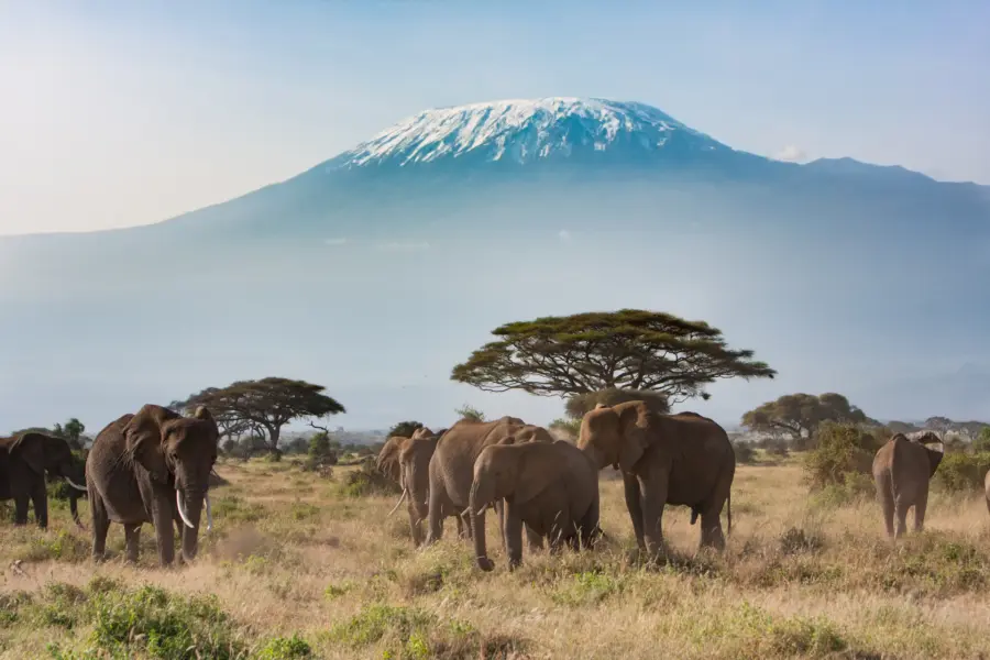 Avila Reizen Tanzania kilimanjaro met olifanten