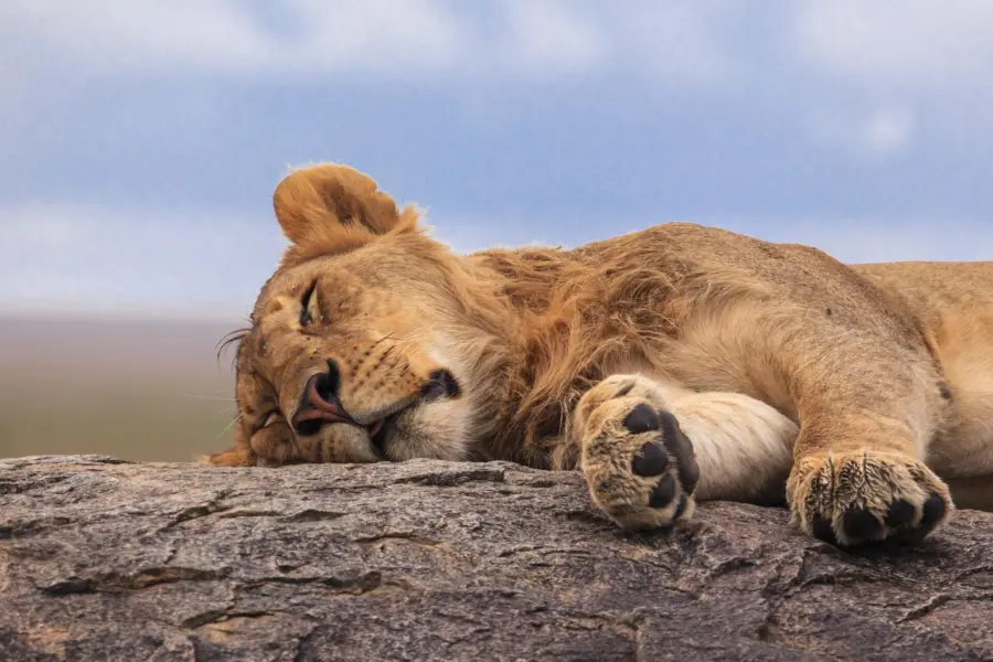 Avila Reizen Tanzania lion Serengeti NP Tanzania