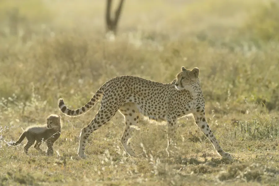 Avila Reizen Tanzania MVL cheetha