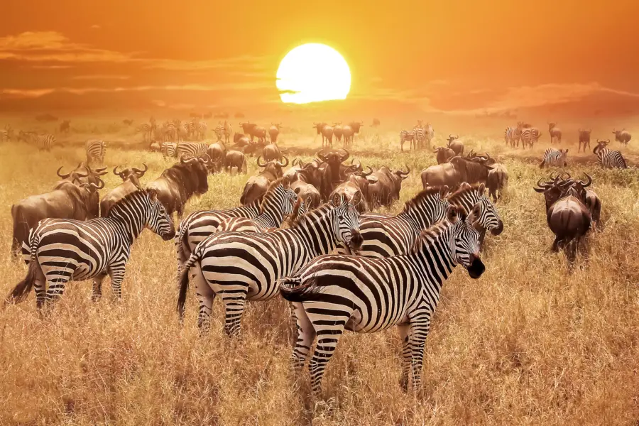 Avila Reizen Tanzania sunset wildlife