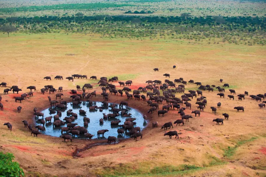 Avila Reizen Tanzania Waterhole