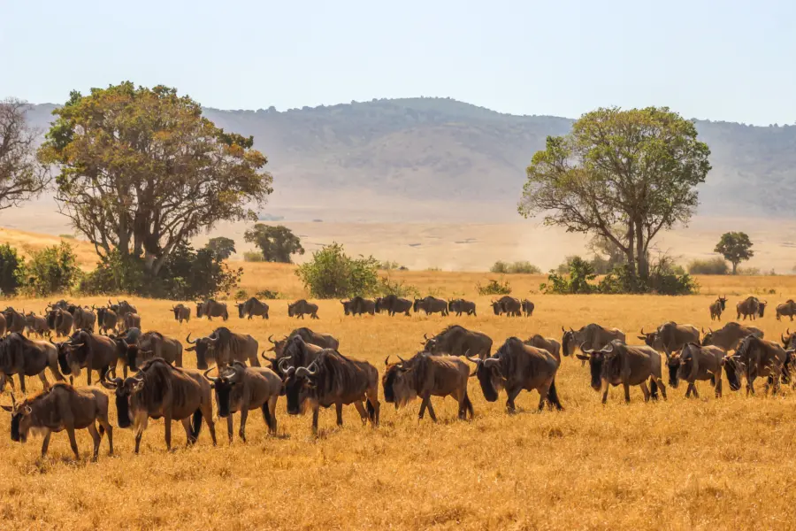 Avila Reizen Tanzania Waumans Tanzania 9
