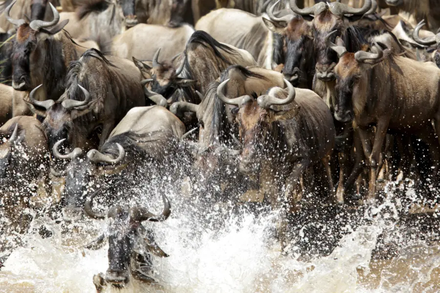 Avila Reizen Tanzania wildebeest migratie