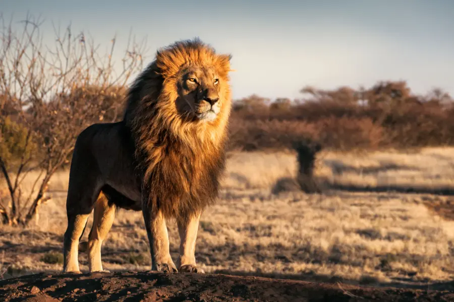 Avila Reizen Tanzania Wildlife 3