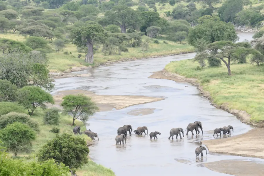 Avila Reizen Tanzania MVL olifanten in het water