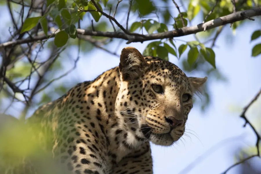 Biodiversity Conservation in Kafue National Park Zambia Matt Todd 5