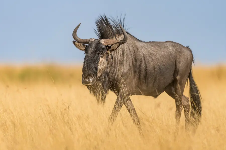 Biodiversity Conservation in Liuwa Plains National Park Zambia Marcus Westberg 57