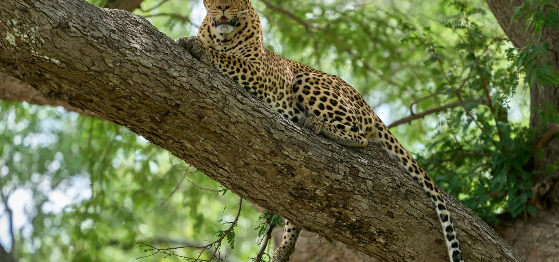 Avila Reizen Zambia South Luangwa NP