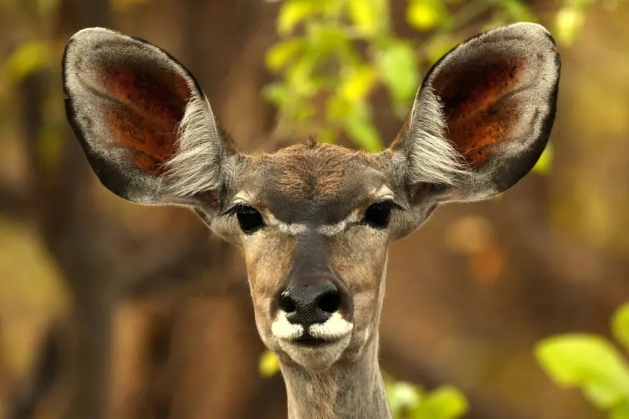 Avila Reizen Zambia impala