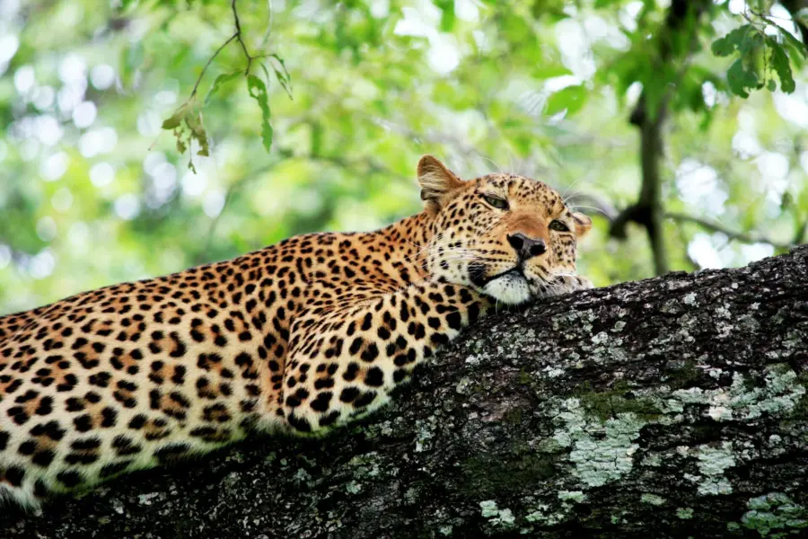 Avila Reizen Zambia Luipaard in de boom