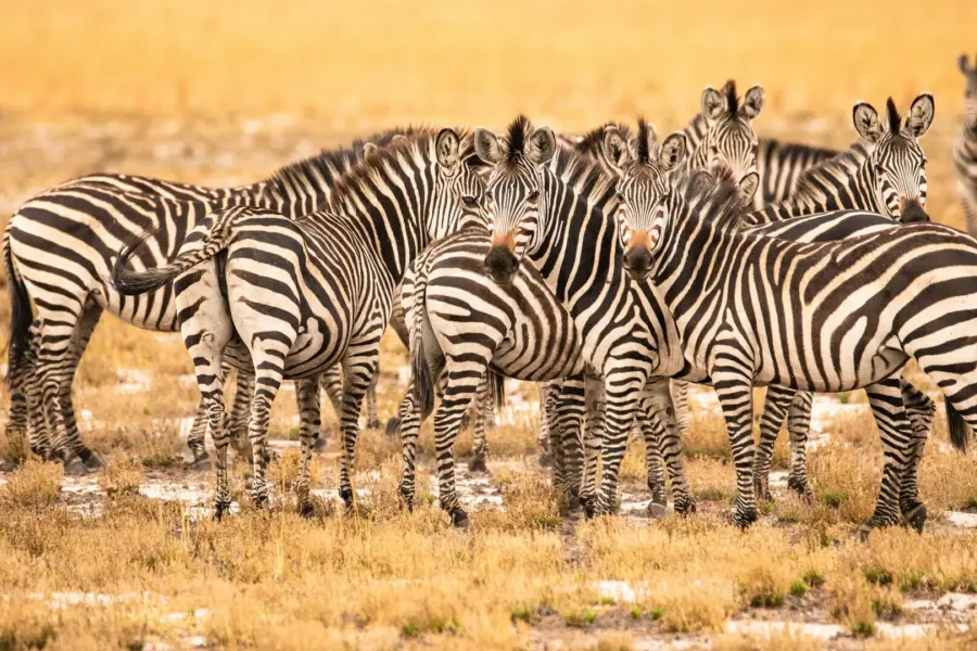 Avila Reizen Zambia Zebra groep