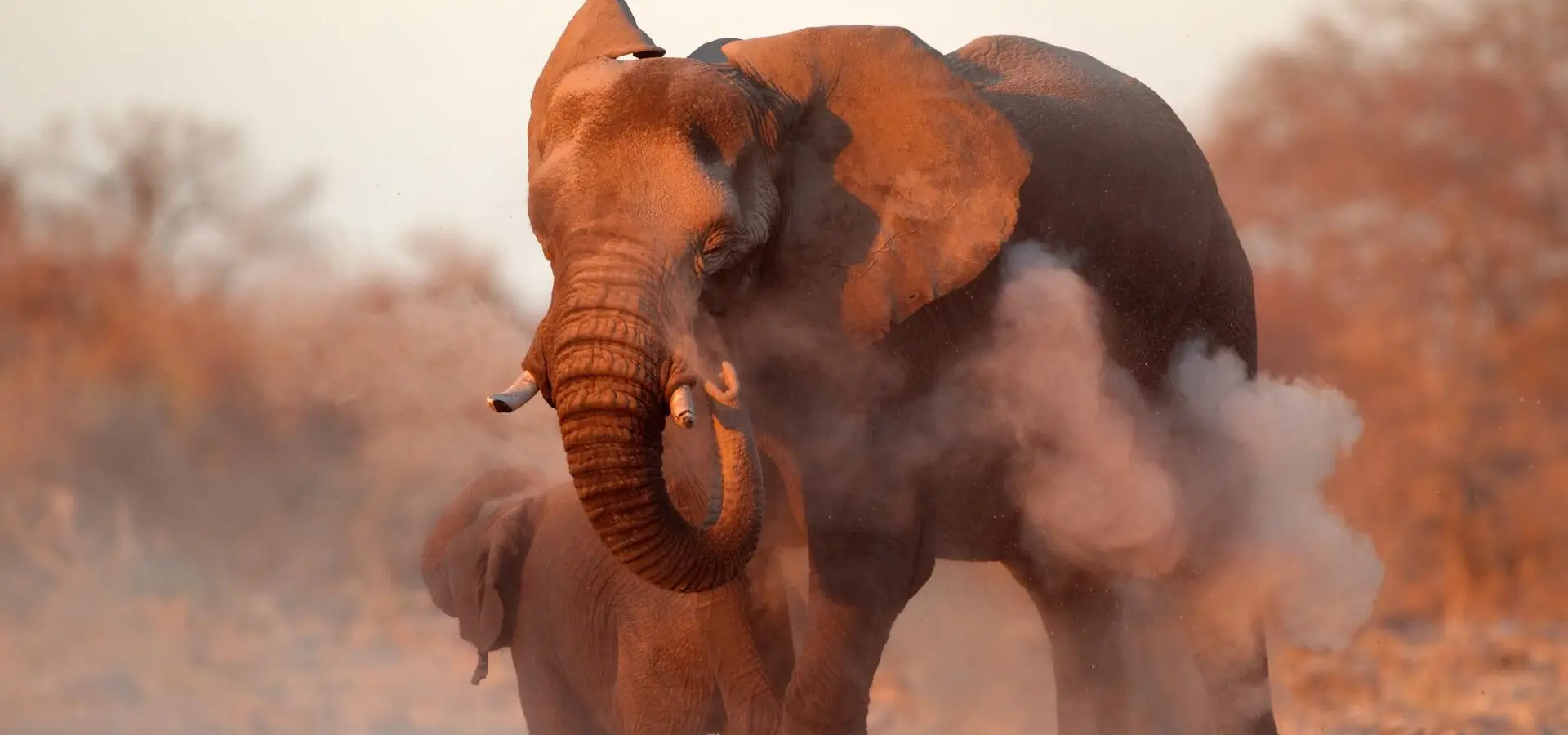 Avila Reizen Zimbabwe Large African elephant Loxodonta africana covered in dust