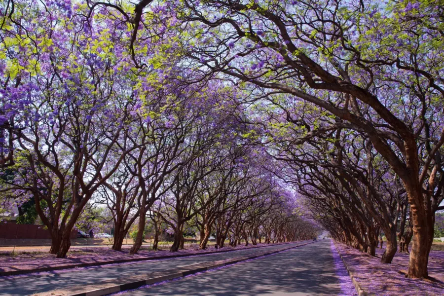 Avila Reizen Zimbabwe Harare