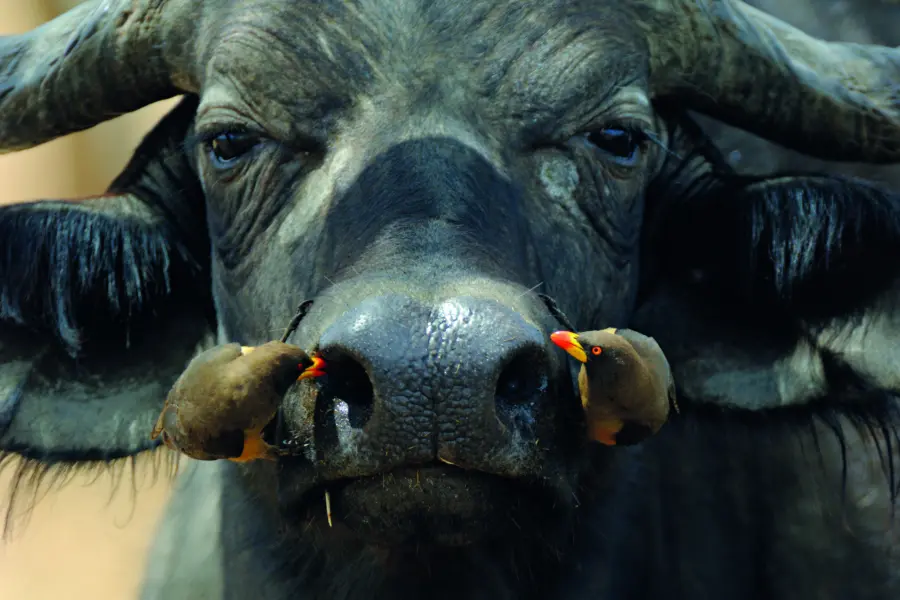 Avila Reizen Zimbabwe buffel closeup