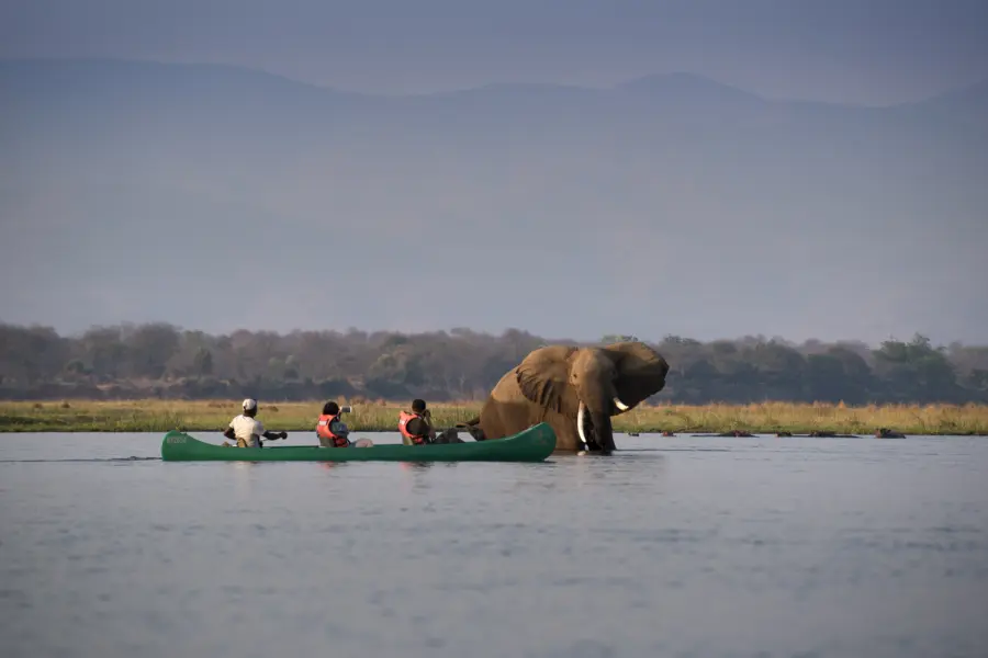Avila Reizen Zimbabwe Mana Pools National Park Zimbabwe Safari Tented Camp African Bush Camps 130 Walking Safari