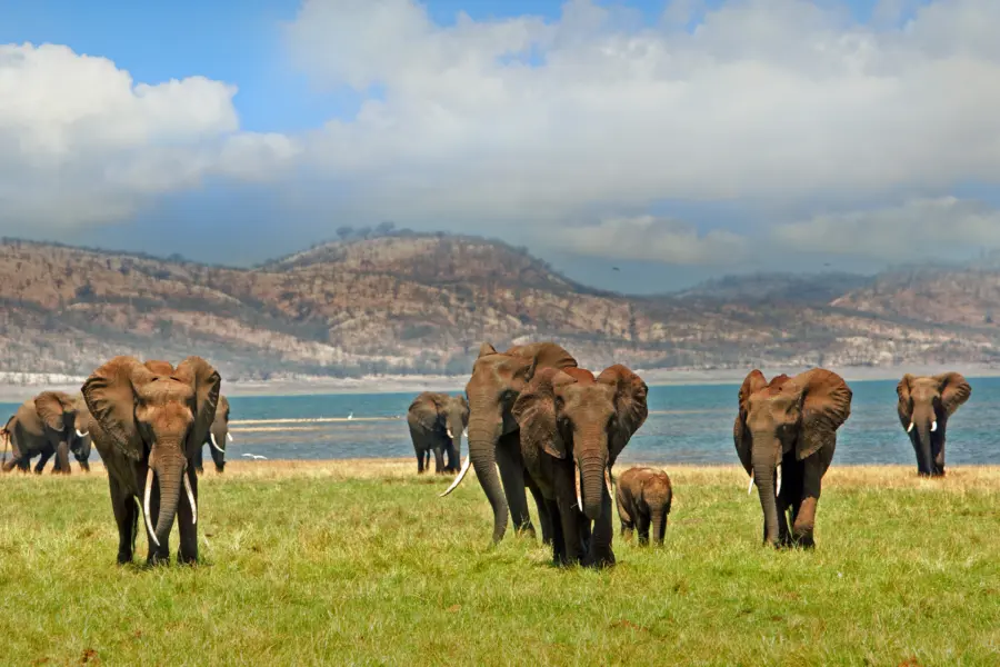 Avila Reizen Zimbabwe Matusadona National Park