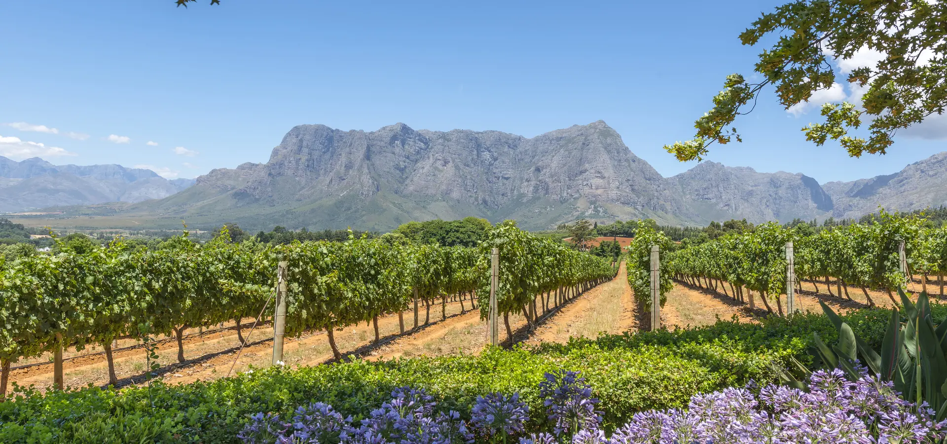 Avila Reizen Zuid Afrika Zuid Afrikaanse wijngaard