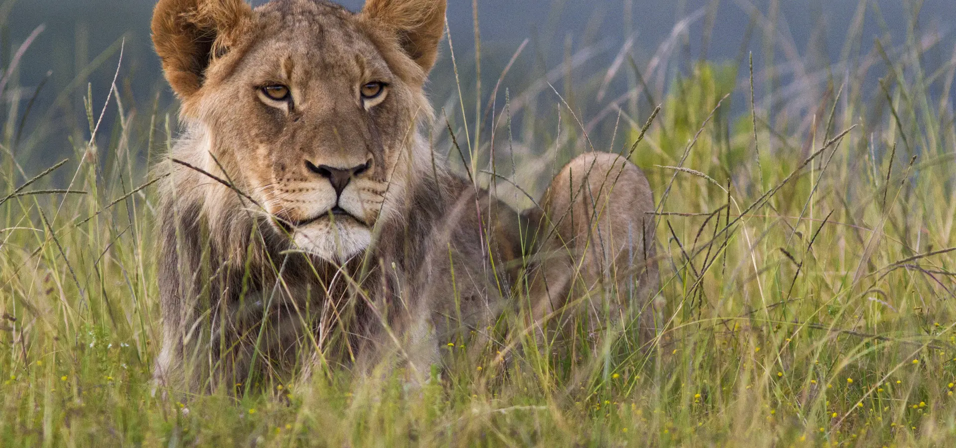 Avila Reizen Zuid Afrika leeuw