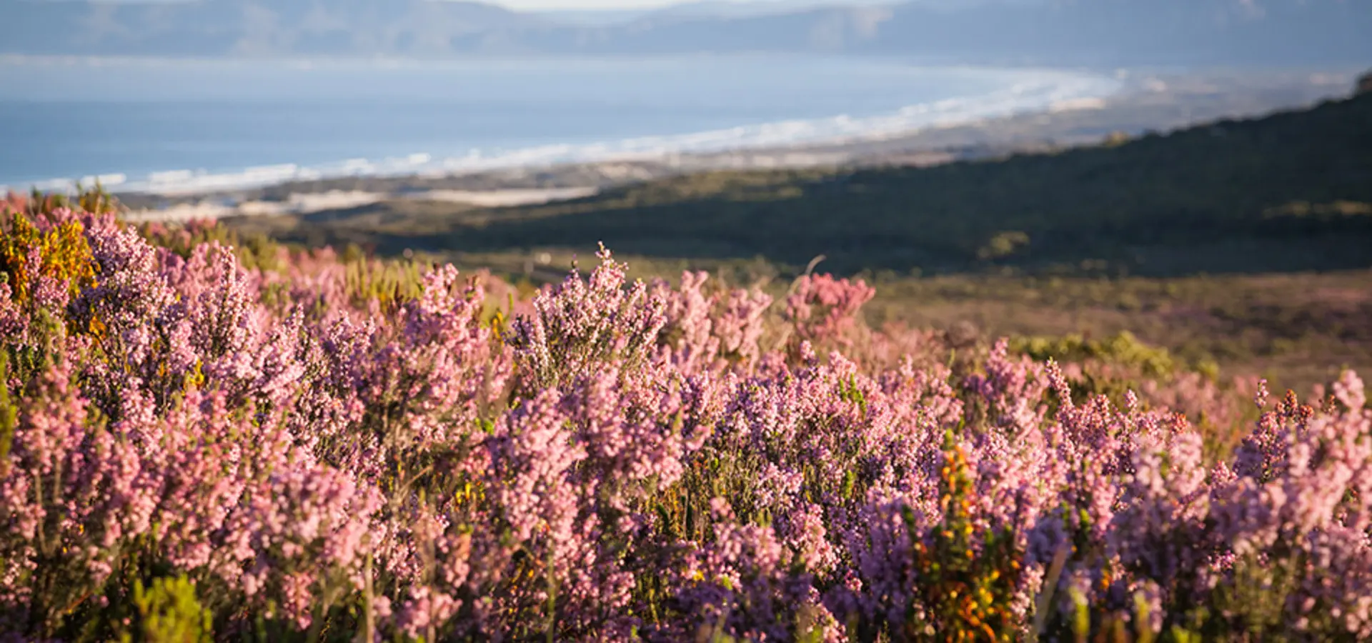Avila Reizen Zuid Afrika reserve flora landscape3