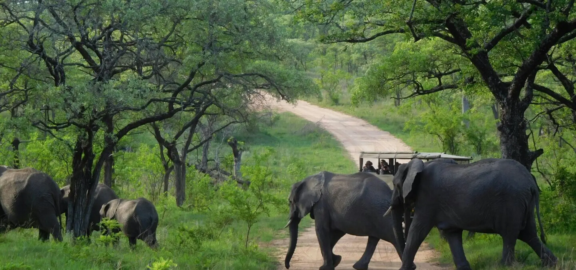 Kruger park