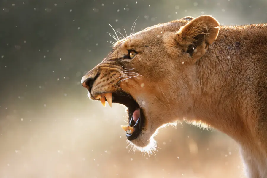 Avila Reizen Zuid Afrika Krugerpark