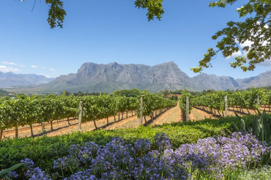 Avila Reizen Zuid Afrika Zuid Afrikaanse wijngaard