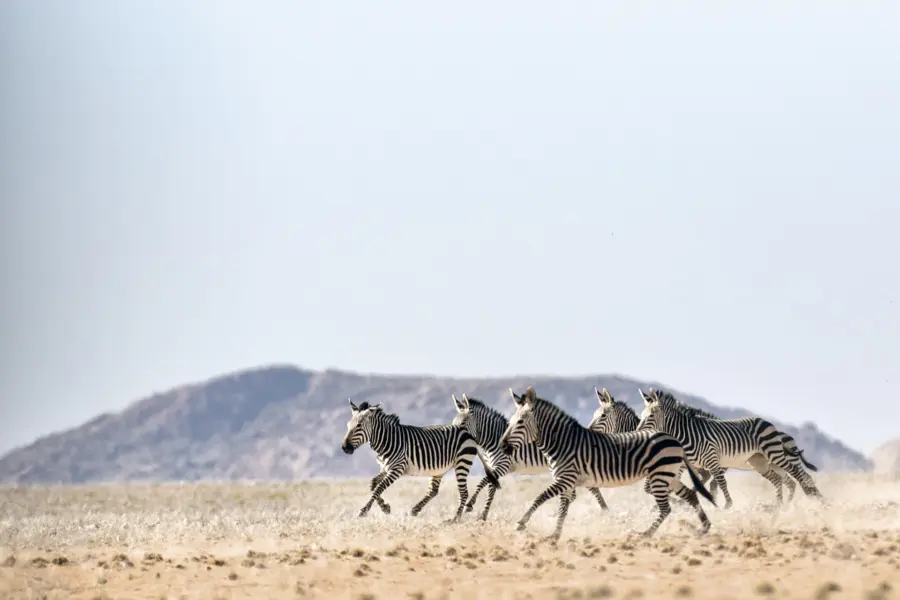 Avila Reizen Zuid Afrika zeebras rennen