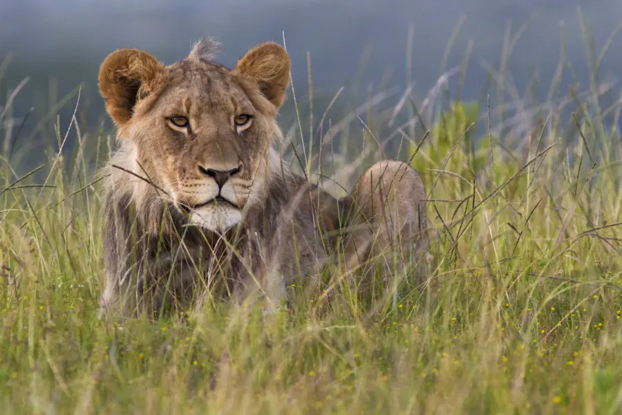 Avila Reizen Zuid Afrika leeuw