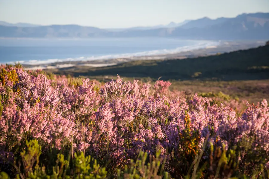 Avila Reizen Zuid Afrika reserve flora landscape3