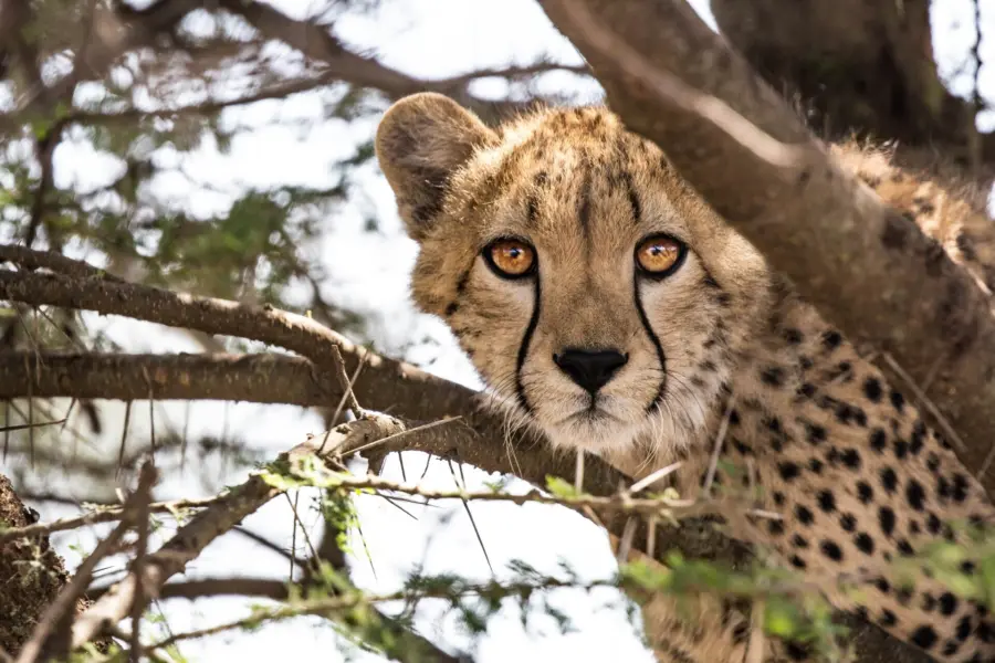 Avila Reizen Zuid Afrika Cheetah close up