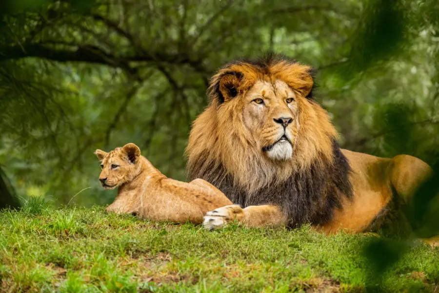 Avila Reizen Afrika leeuw