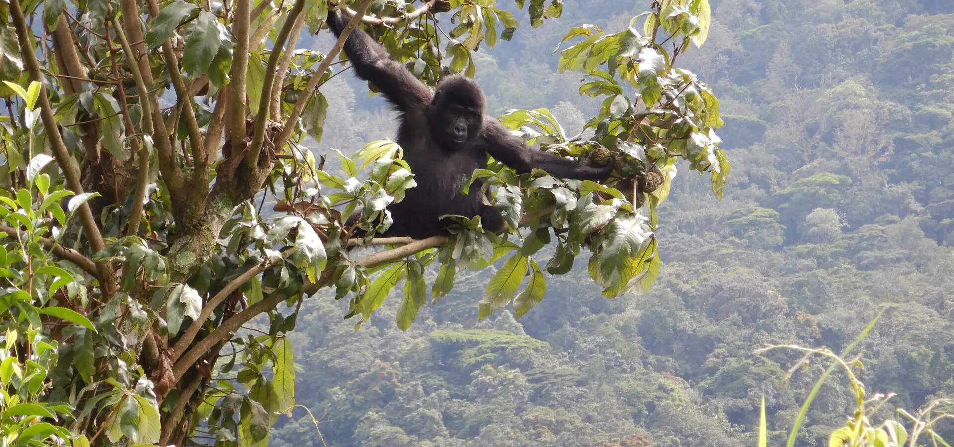Avila Reizen Oeganda Annemarie Kleve Bwindi gorilla