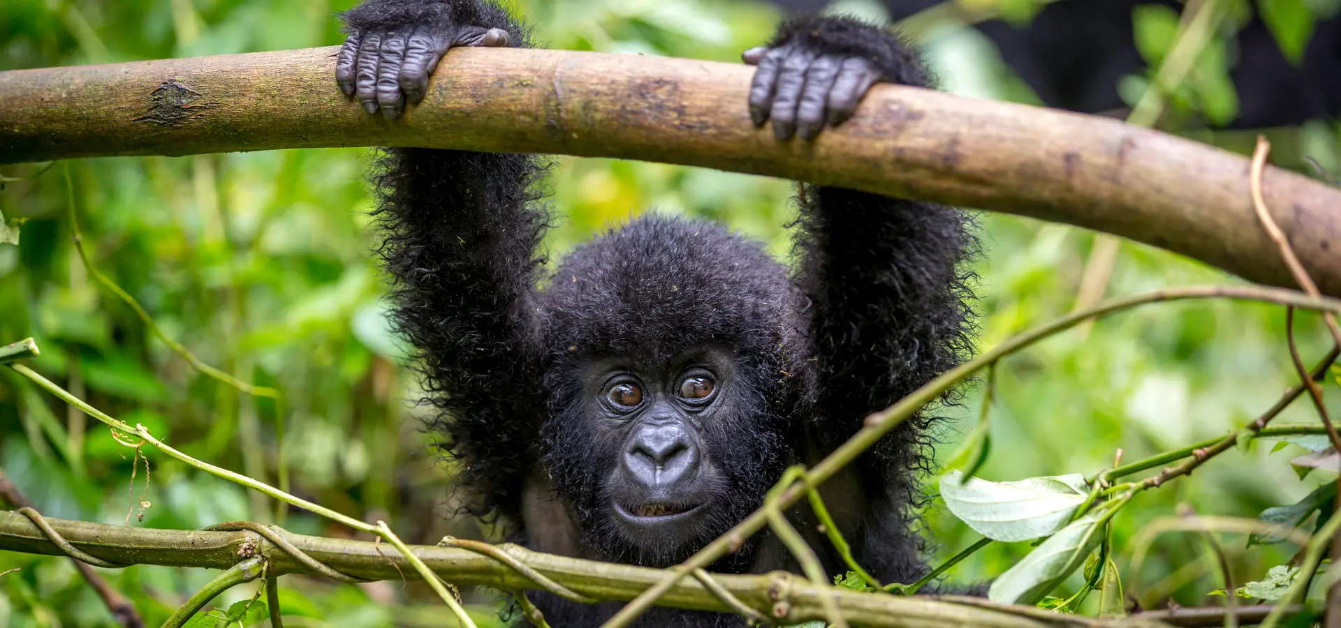 Avila Reizen Oeganda baby gorilla