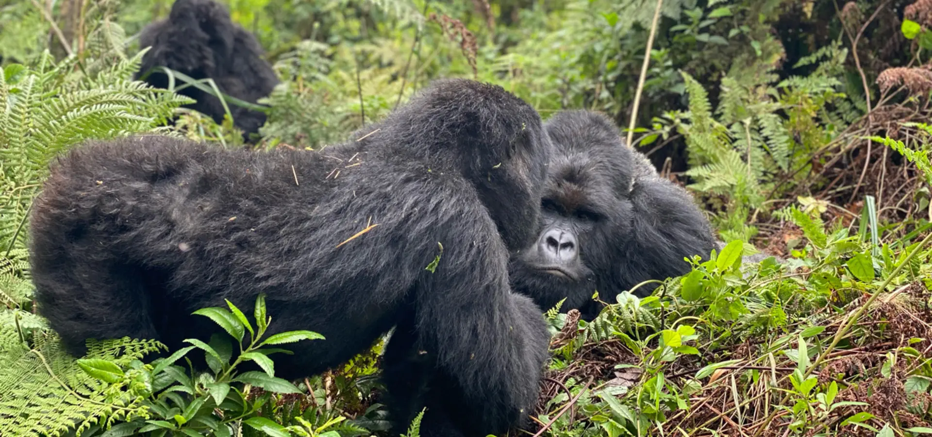 Avila Reizen Oeganda gorilla trekkong groep