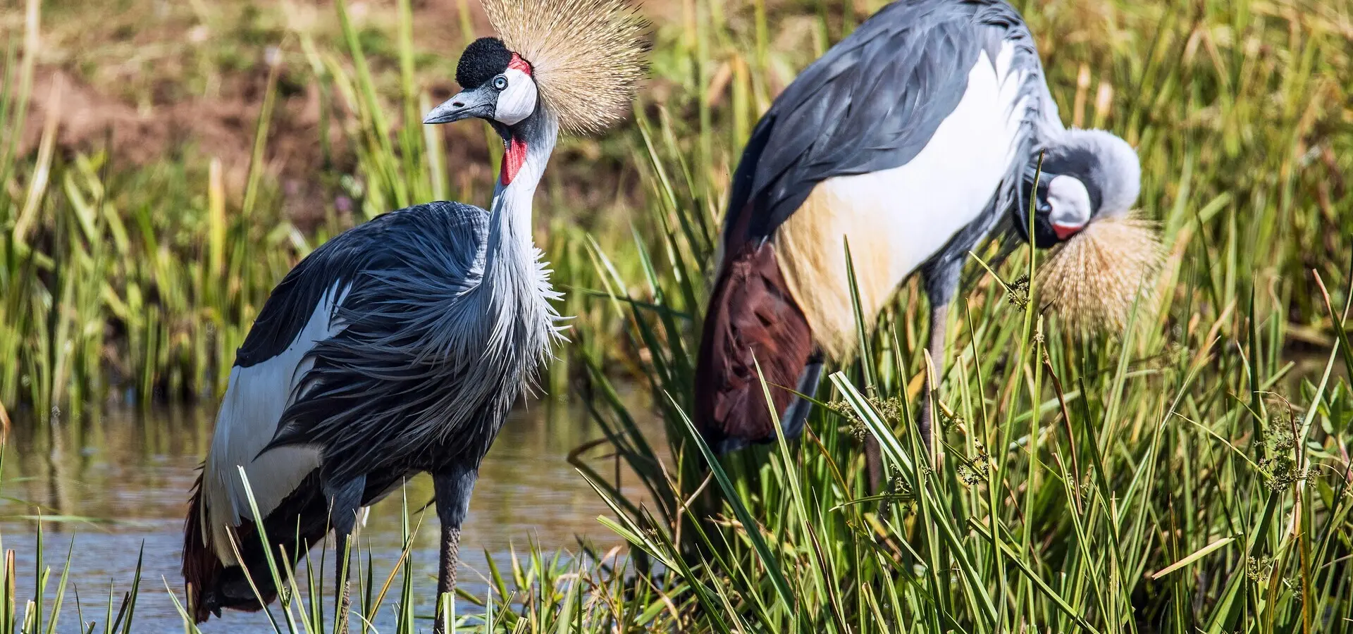 Avila Reizen Oeganda kroonkraanvogel
