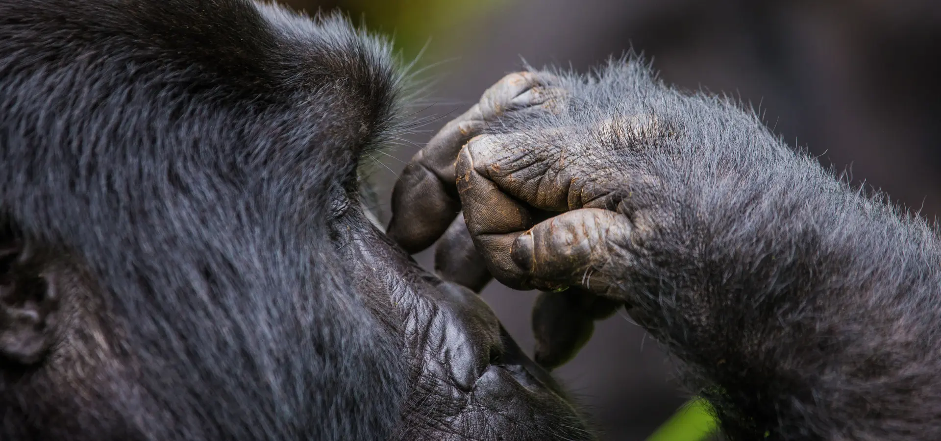 Avila Reizen Uganda gorilla met hand op neus