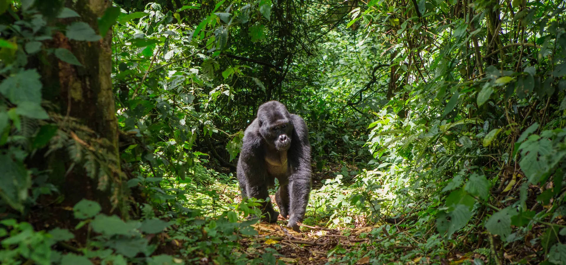 Avila Reizen Uganda Gorilla op pad in jungle