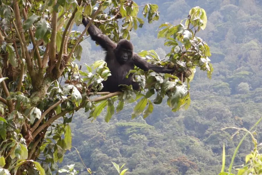 Avila Reizen Oeganda Annemarie Kleve Bwindi gorilla
